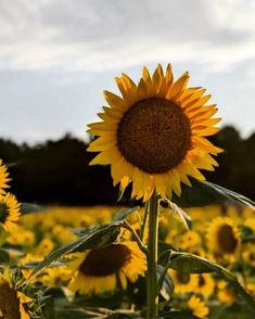 a large sunflower standing in the middle of a field with many other sunflowers