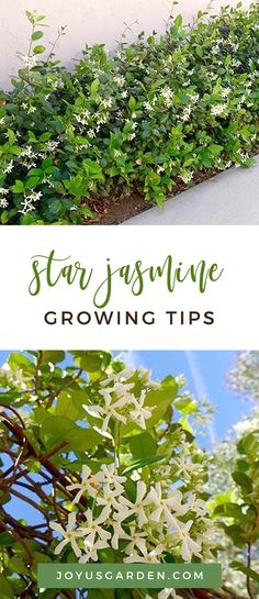 some plants growing on the side of a building with text overlay that reads star jasmine growing tips