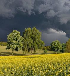 a field full of yellow flowers and trees under a dark sky filled with storm clouds