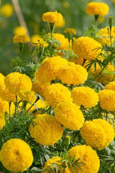 yellow flowers are blooming in the garden