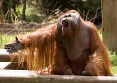 an orangutan with its mouth open sitting on the ground