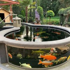 an outdoor pond with many fish in it