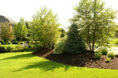 a yard with lots of trees and grass