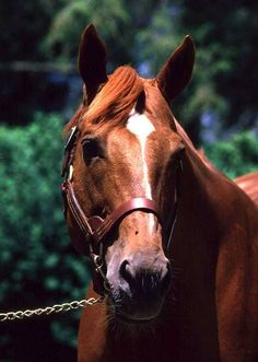 a brown horse wearing a bridle with trees in the backgrouds