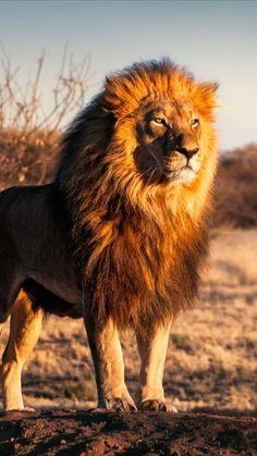 a large lion standing on top of a dirt field