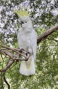 a white cockatoo perched on top of a tree branch