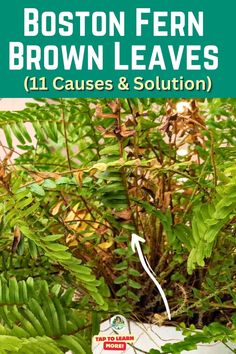 "Brown Leaves on Boston Fern, Boston Fern Care Tips, How to Revive Boston 
Fern, Troubleshooting Boston Fern Brown Leaves, Preventing Boston Fern 
Brown Leaves, Common Boston Fern Problems, Boston Fern Leaf Discoloration, 
Boston Fern Leaf Care, Boston Fern Leaf Turning Brown, Boston Fern Leaf 
Issues, Boston Fern Leaf Problems." Brown Leaves, Fern Leaves, Houseplants Indoor, House Plants Indoor, Plant Needs, Plant Care