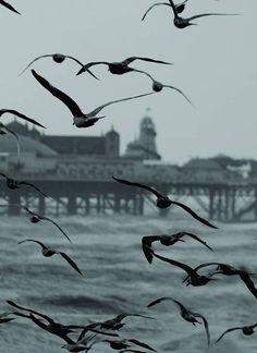 a flock of seagulls flying over the ocean next to a pier with a building in the background