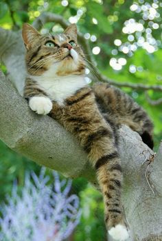 a cat sitting in a tree looking up at the sky