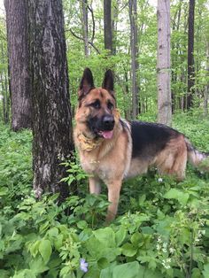 a german shepherd standing in the woods next to a tree