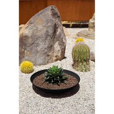 a small cactus in a black pot next to some rocks and plants on the ground