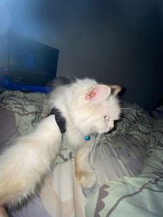 a fluffy white cat laying on top of a bed next to a tv monitor in a room