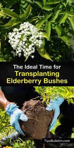 the ideal time for transplanting elderberry bushes is now available to all gardeners