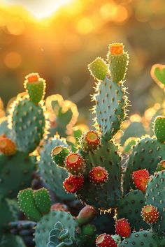 Benefits Of Cactus, Desert Plants Landscaping, Organ Pipe Cactus, Cactus Fruit, Cactus Leaves, Cactus Photography, Nae Nae, Cactus Blossoms