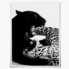 a black and white photo of two cheetah's with their mouths open