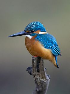 a small blue and orange bird sitting on top of a wooden stick with its beak open