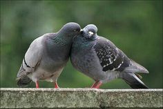 two birds are standing on the edge of a ledge and one is kissing another bird