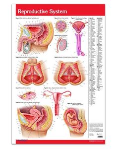 an image of the utensils and their functions in the human body, with text below