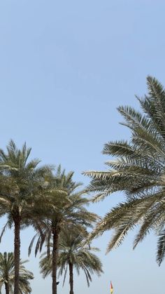 palm trees line the beach as an airplane flies overhead