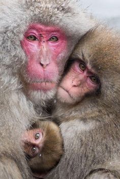 two monkeys cuddle together in the middle of their zoo enclosure, one is pink and the other is brown