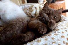 a brown cat laying on top of a bed next to two white and black cats