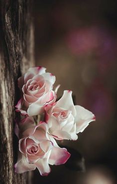 three pink roses sitting on top of a wooden post