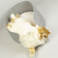 an orange and white cat laying on its back in a grey kitty bed with one paw up