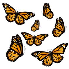 six orange butterflies flying in the air with their wings spread out and facing different directions