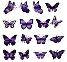 purple butterflies are shown in this image