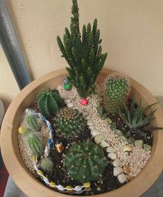 a potted plant with rocks and plants in it