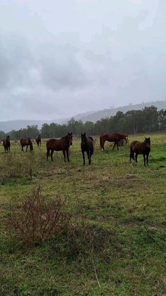 several horses are standing in a grassy field