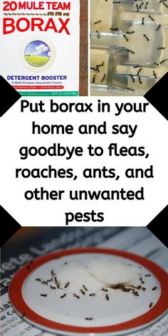 several different types of fleas and other insect pests on a table with the words, put borax in your home and say goodbye to flas, roachs, ants,