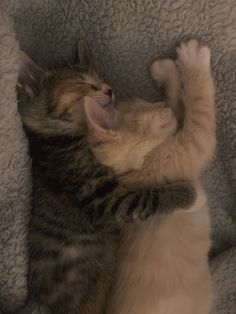 two kittens are playing together on a blanket