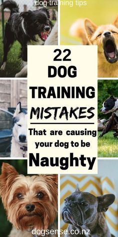 Turning Ordinary Dogs into Extraordinary Thinkers Dog Training Tricks, Train Puppy