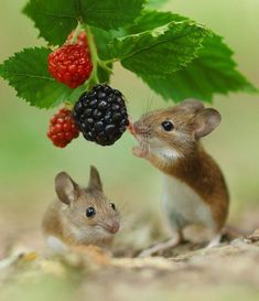 two small mouses sitting on the ground next to each other near a raspberry