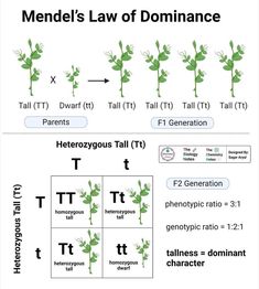 mendel's law of dominance with plants and their genopies in the diagram below