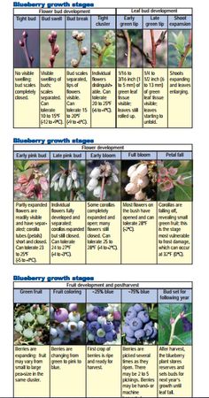 the different types of blueberries are shown in this chart, which shows how to grow them