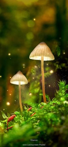 two mushrooms that are sitting on the ground in the grass with fireflies flying around them