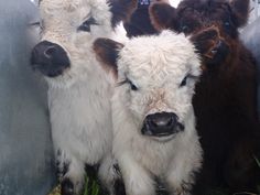 three cows standing next to each other with their eyes closed and one cow looking at the camera