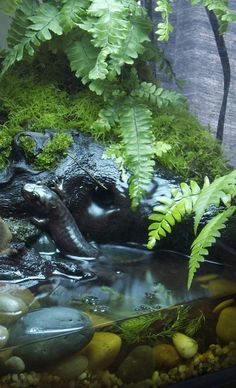 an aquarium filled with rocks and plants next to a plant covered in mossy leaves