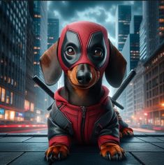 a dachshund dog wearing a deadpool costume sitting in the middle of a city street