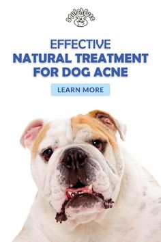 If dog acne is a problem for your pup, this blog post by Squishface is for you! Dog acne can be a painful dog skin problem but we have relief with natural dog acne remedies along with the causes of dog acne so you can help avoid it. In this blog post by Squishface you'll learn 6 causes, signs of this dog skin problem and just what those natural dog acne remedies are. Get these dog skin care tips and other dog care tips when you read now! | dog remedies Dog Skin Care Products, Dog Acne, Dog Grooming Tips, Natural Acne Remedies, Dog Cleaning, Pet Advice