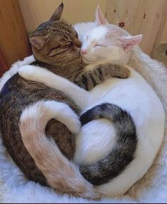 two cats cuddle together in the same round bed, one is sleeping on top of the other