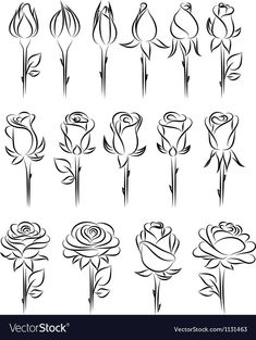 different types of roses in black and white vector art illustration on the image is also available for