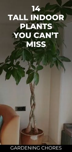 [CommissionsEarned] Revitalize Your Living Space With The Allure Of Nature!  Explore Our Curated List Of 83 Gorgeous Tall Indoor Plants That Add Both Height And Style To Your Indoor Oasis. Dive Into The World Of Green Elegance And Elevate Your Home Decor. Click To Read More On Our Blog!  #Indoorplants #Homedecor #Greenelegance #indoorplantsdecorlivingroomideas Tall Low Maintenance Plants Indoor, Tree In The Living Room, Large Bedroom Plants, Trees For Office, Indoor Plant Pot Ideas Living Rooms, Tall Plant Indoor, Indoor Plant Bedroom Ideas, Big Interior Plants, Indoor Plant Decor Ideas Living Room