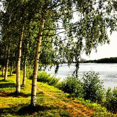 trees line the bank of a river with water in the background