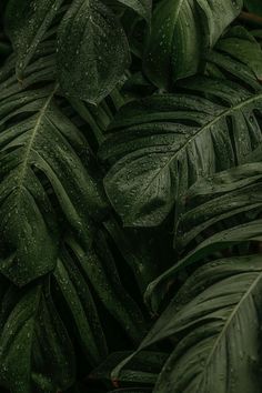 green leaves with drops of water on them