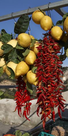 red peppers and lemons hanging from a tree