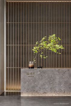 a plant in a pot sitting on top of a stone counter next to a wall