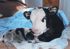 a baby cow laying on top of a bed next to a cat